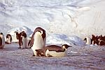 Emperor115 - Emperor penguins mating. Sequence 1/8
