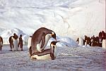 Emperor118 - Emperor penguins mating. Sequence 4/8